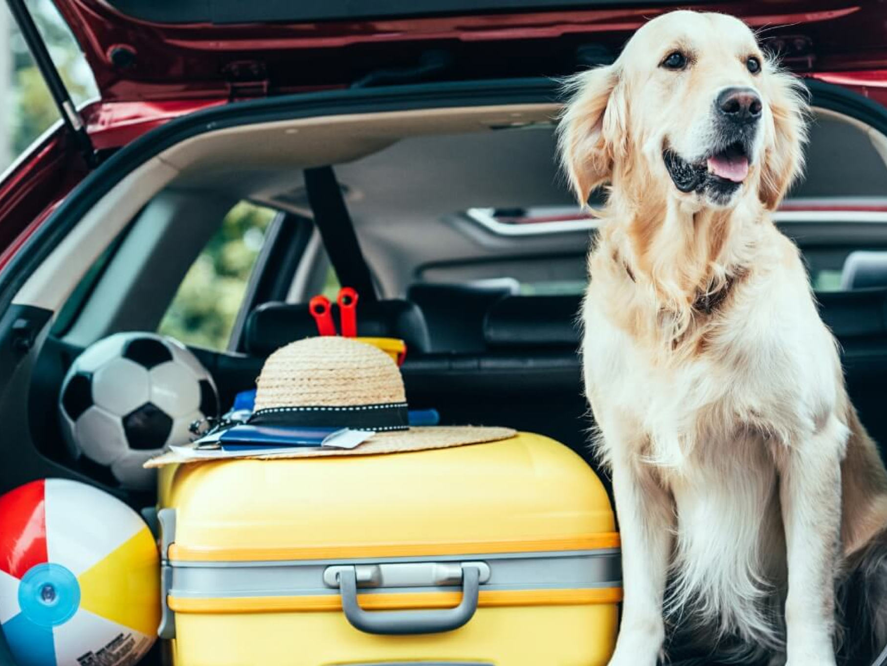 Pet-friendly Hotels Aurora